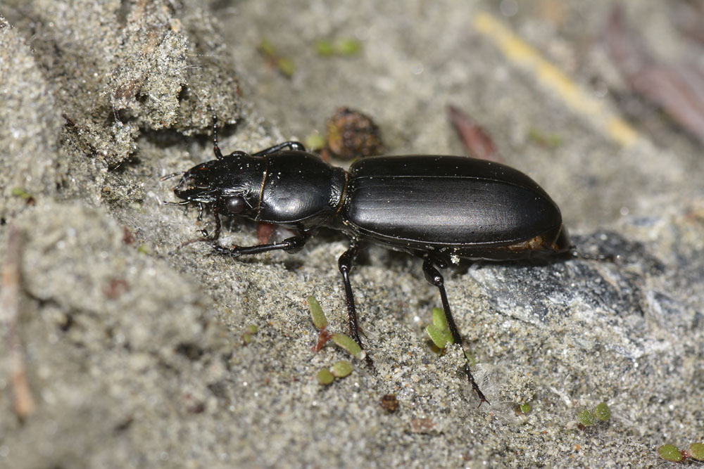 Broscus cephalotes (Carabidae)